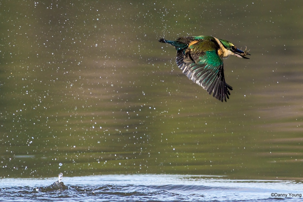 NZ Sacred Kingfisher