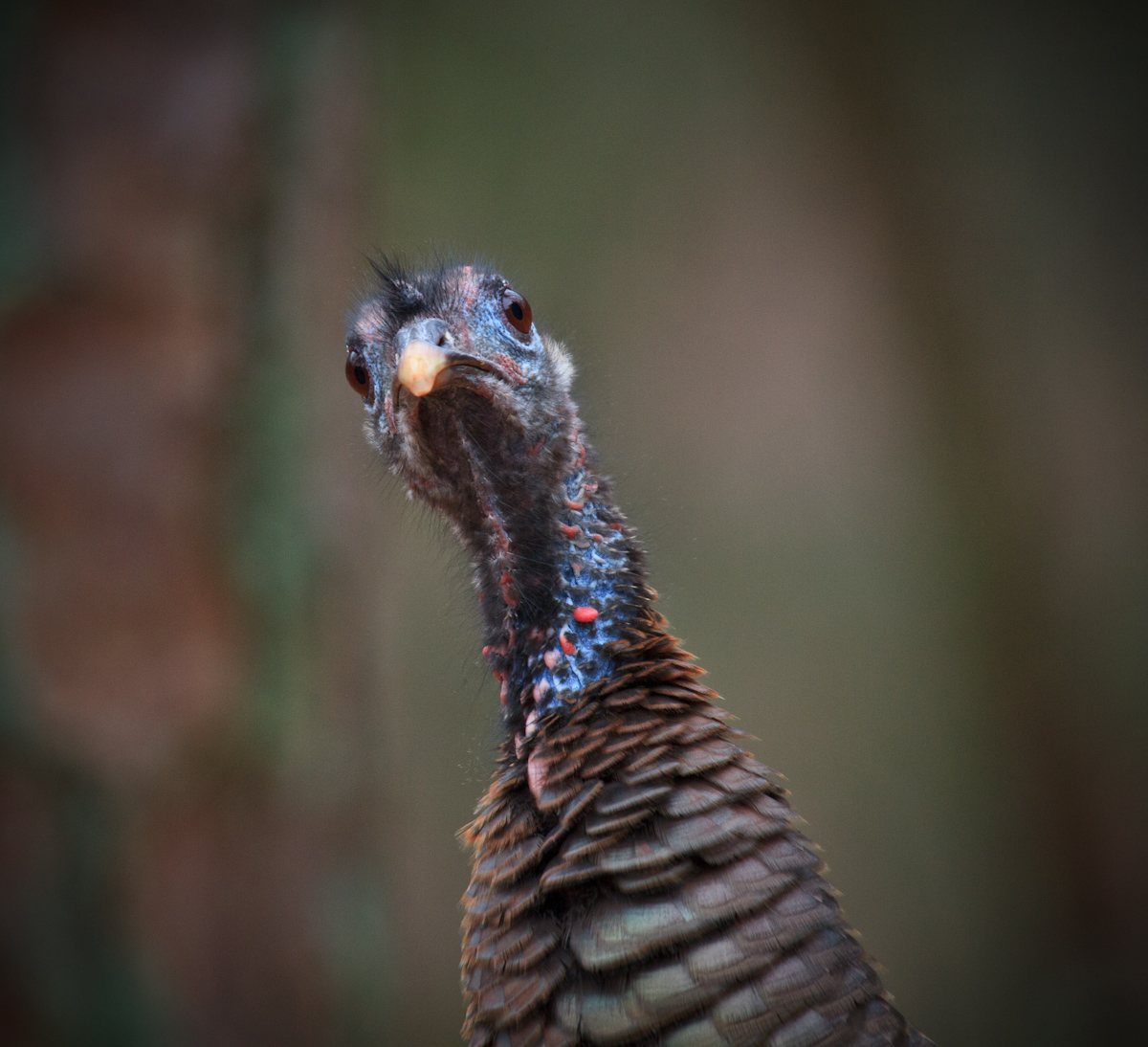 Wild Turkey
