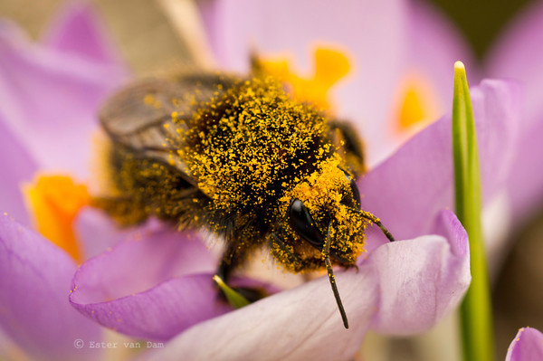 A spring Lunch
