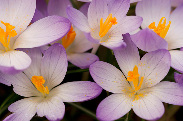 Crocus Flowers in Spring