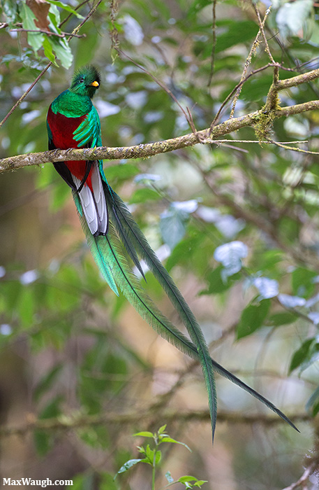 Resplendent Quetzal