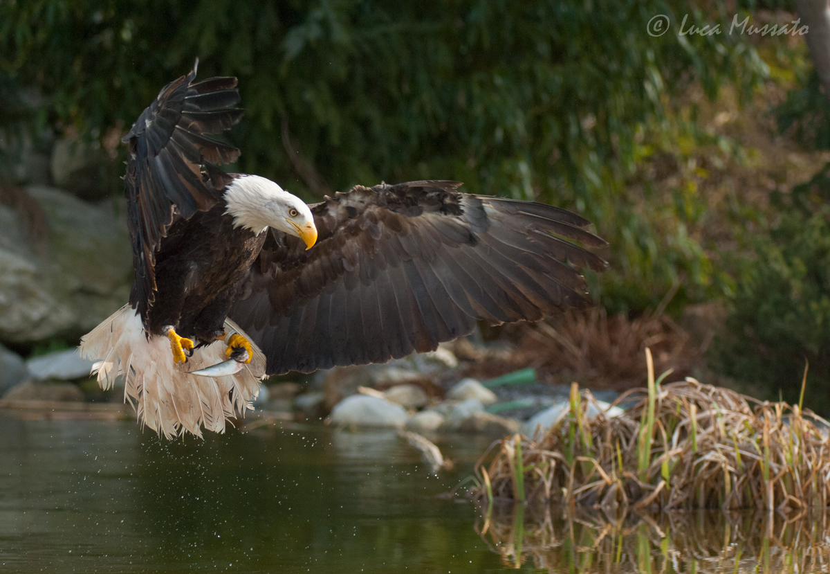 Bald eagle (C)