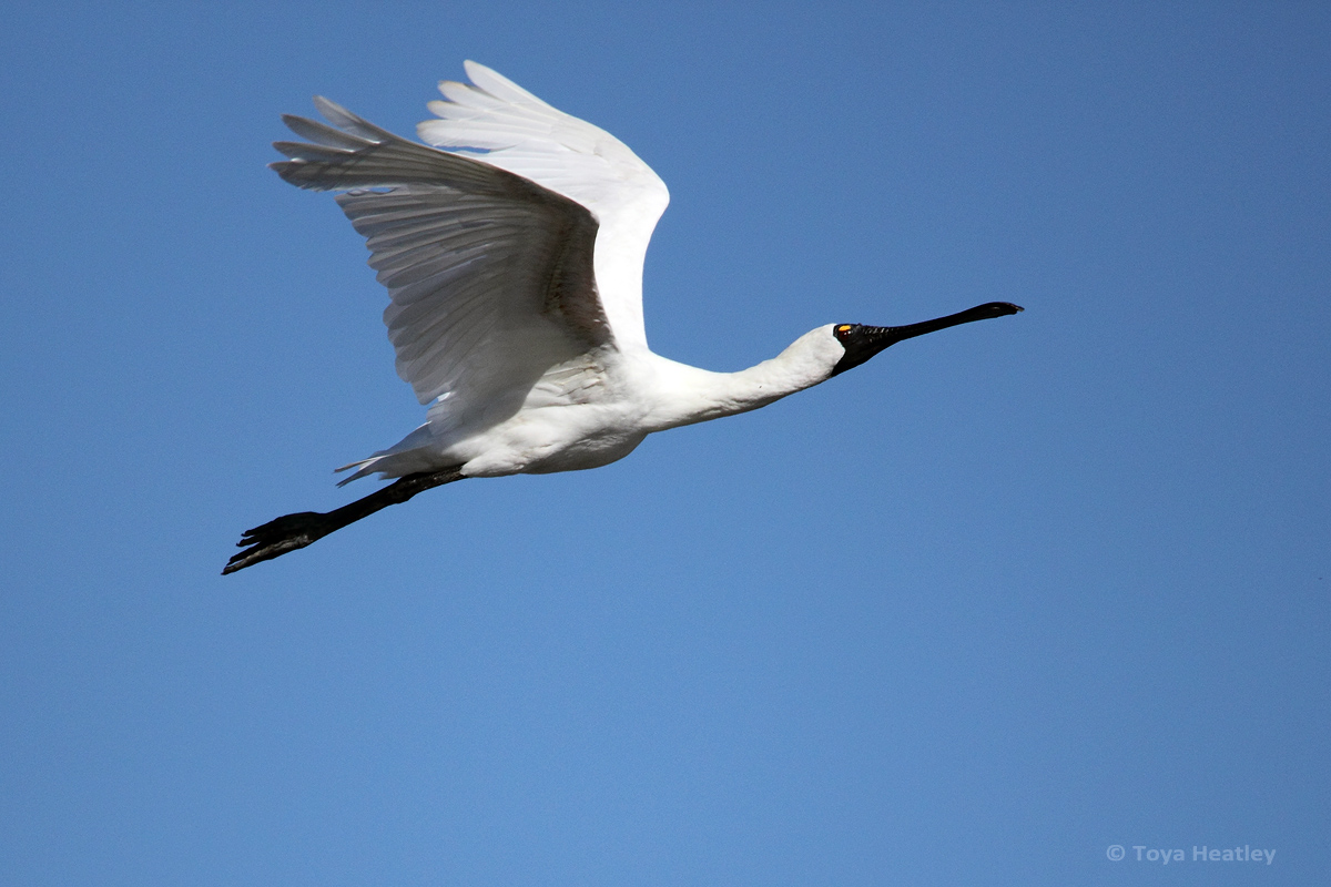 Royal Spoonbill in fligh
