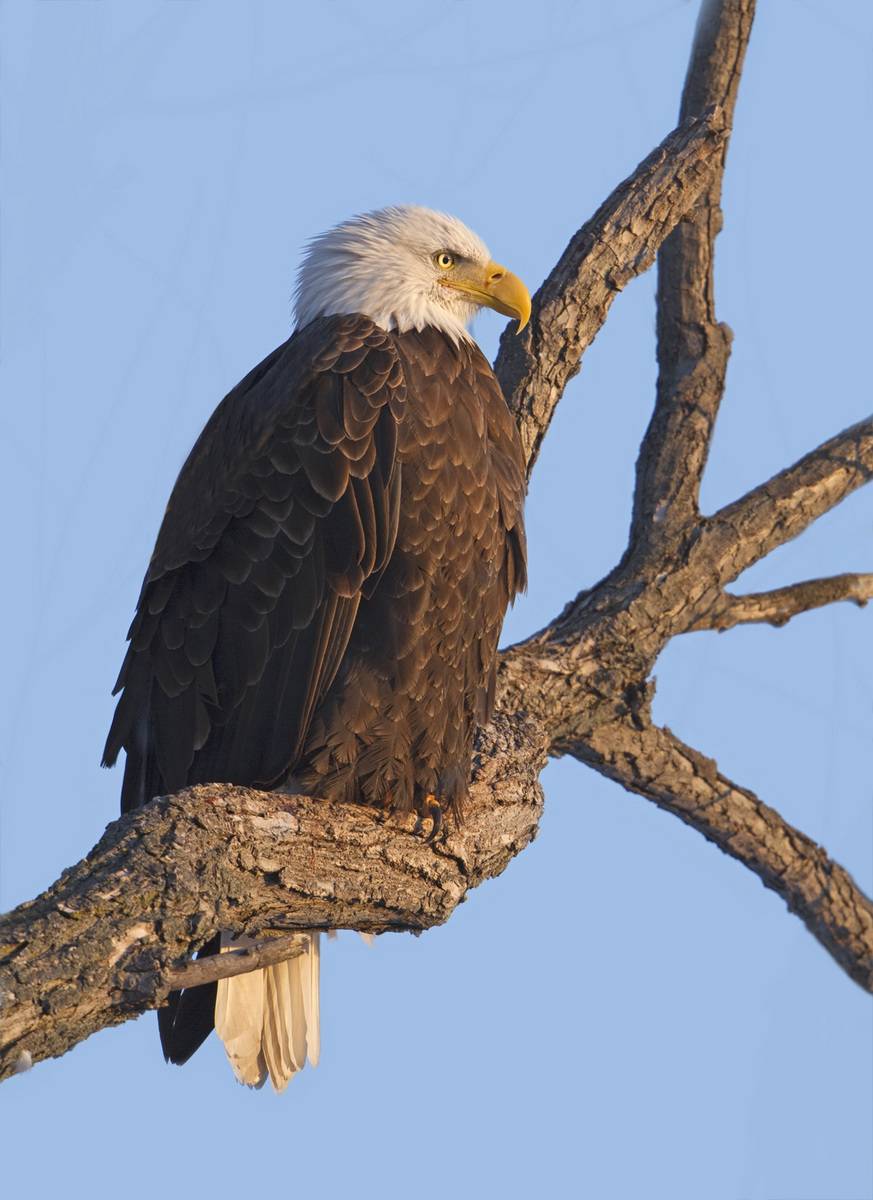 Bald Eagle Gaze