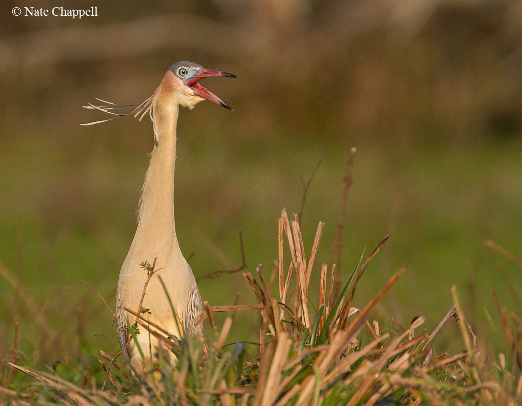 Whistling Heron
