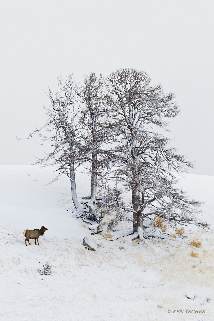 Frosty Morning