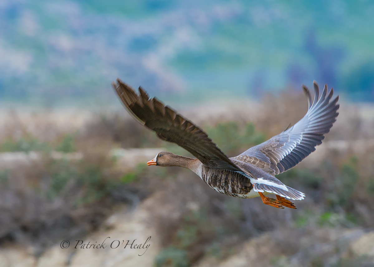Greater White-fronted 