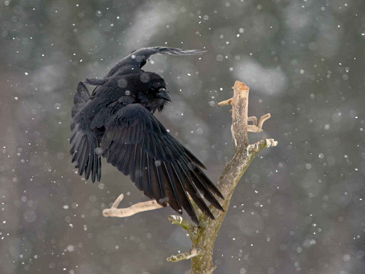 Raven in snow