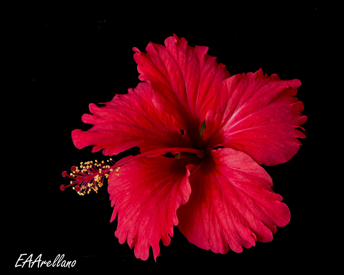 Red Hybiscus 2