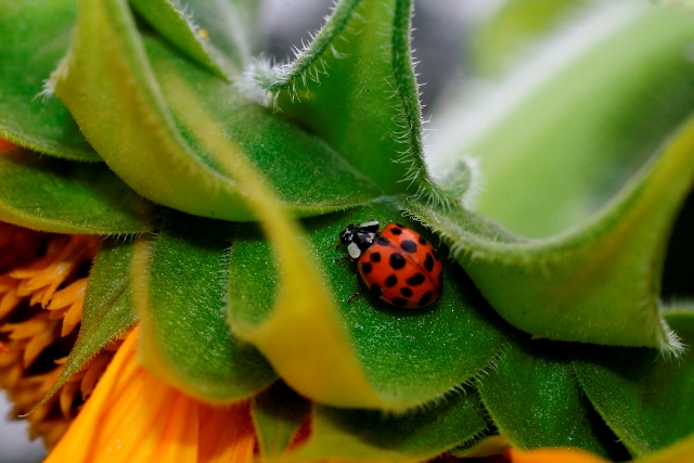 Harlequin on Sunflower