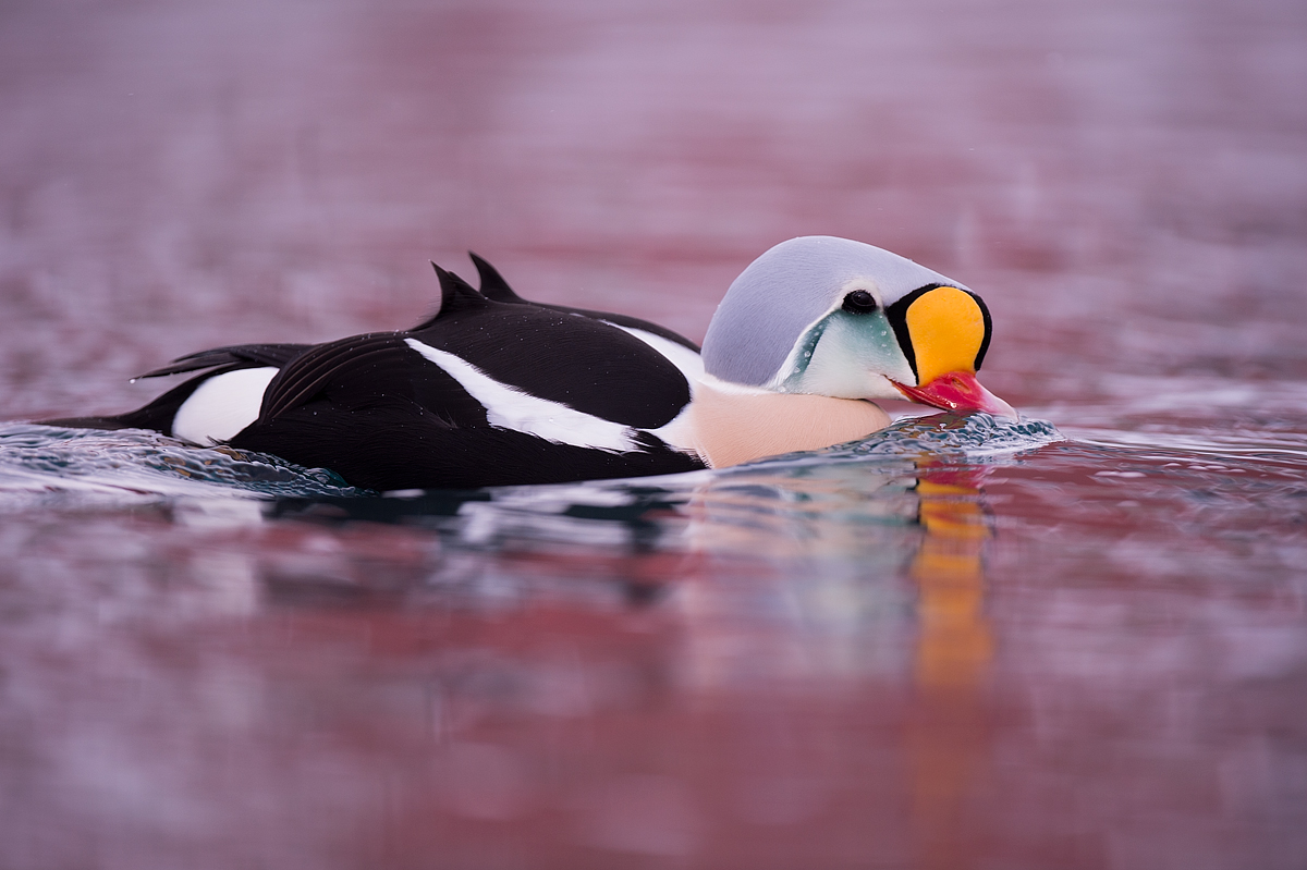 King Eider