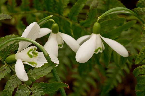 Galanthus nivalis