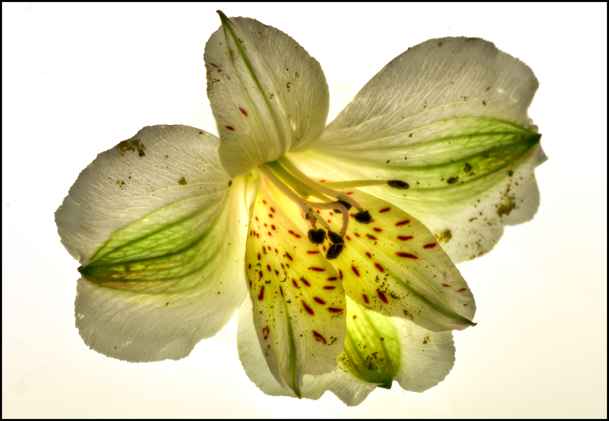 Life Force