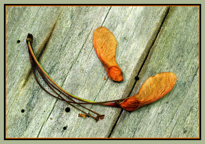 Natural still-life