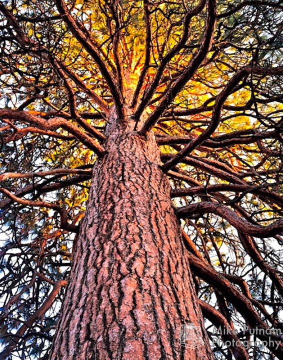 "Ponderosa Glow"