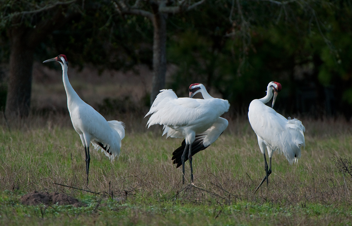 3 posing cranes