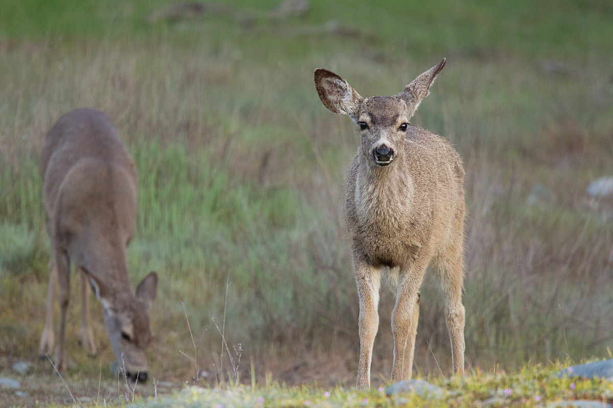 Inquisitive