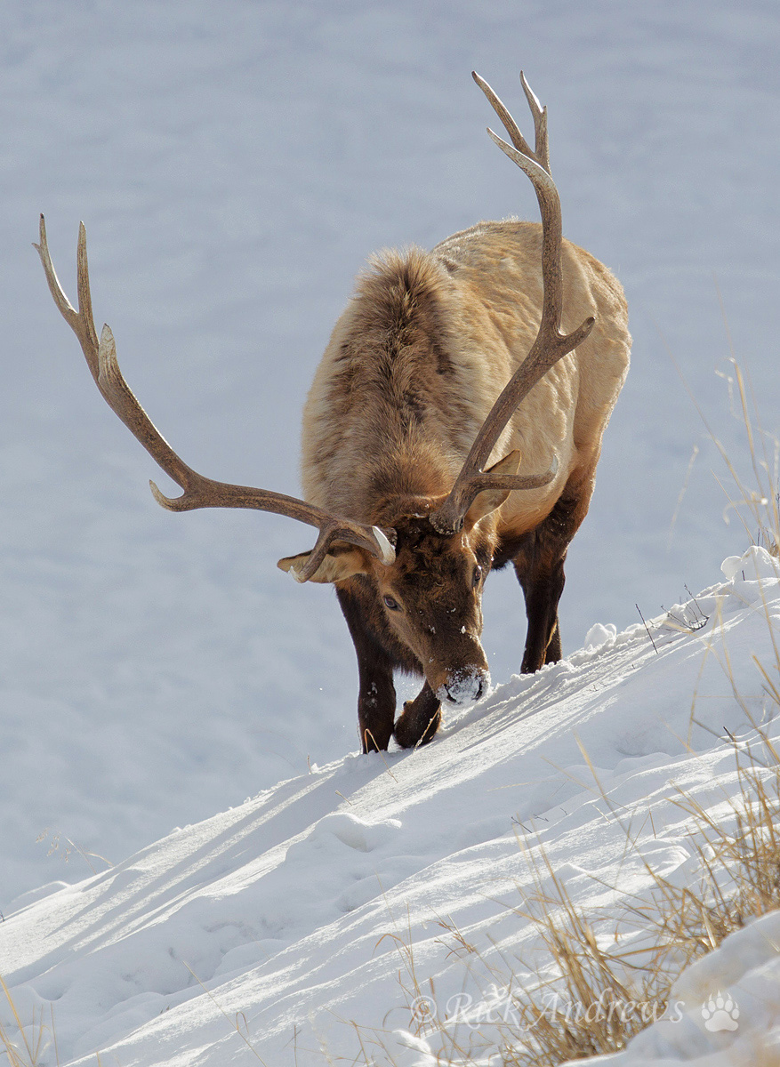 Winter Grazing