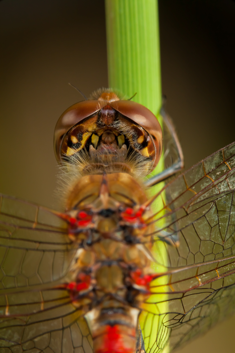Common Darter