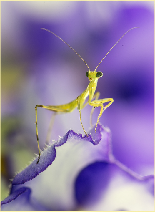Mantis nymph