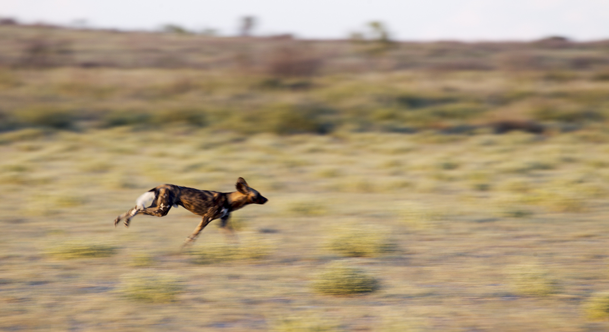 Wild dog on the run