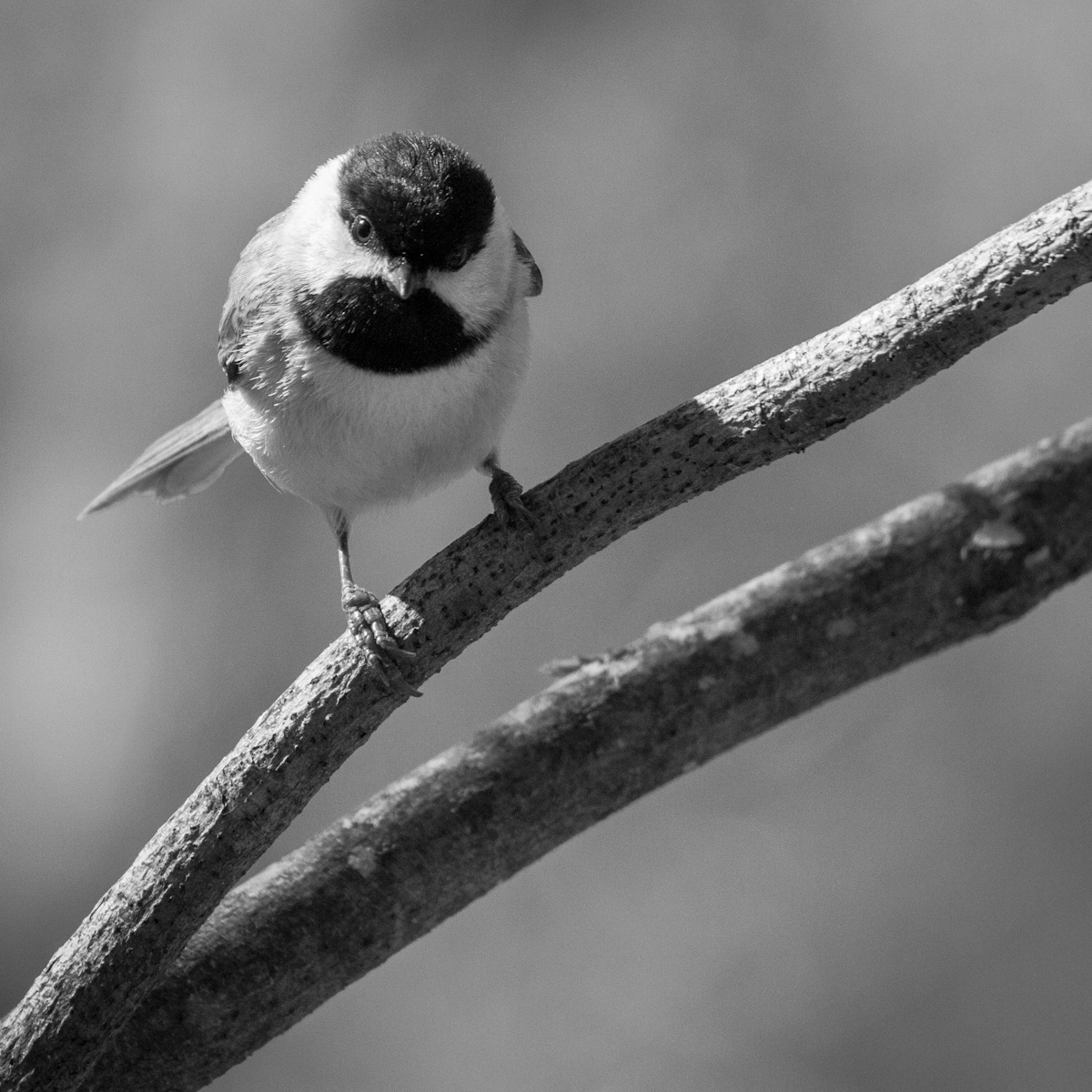 Carolina Chickadee