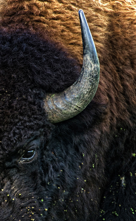 Bison up-close