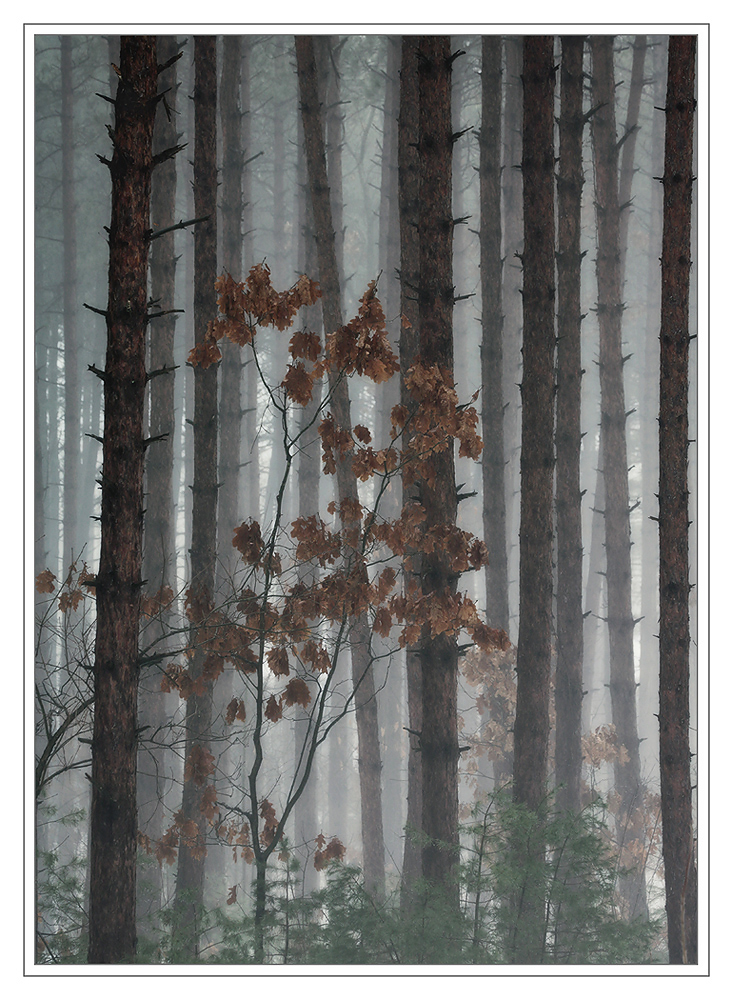 Oak and Pines
