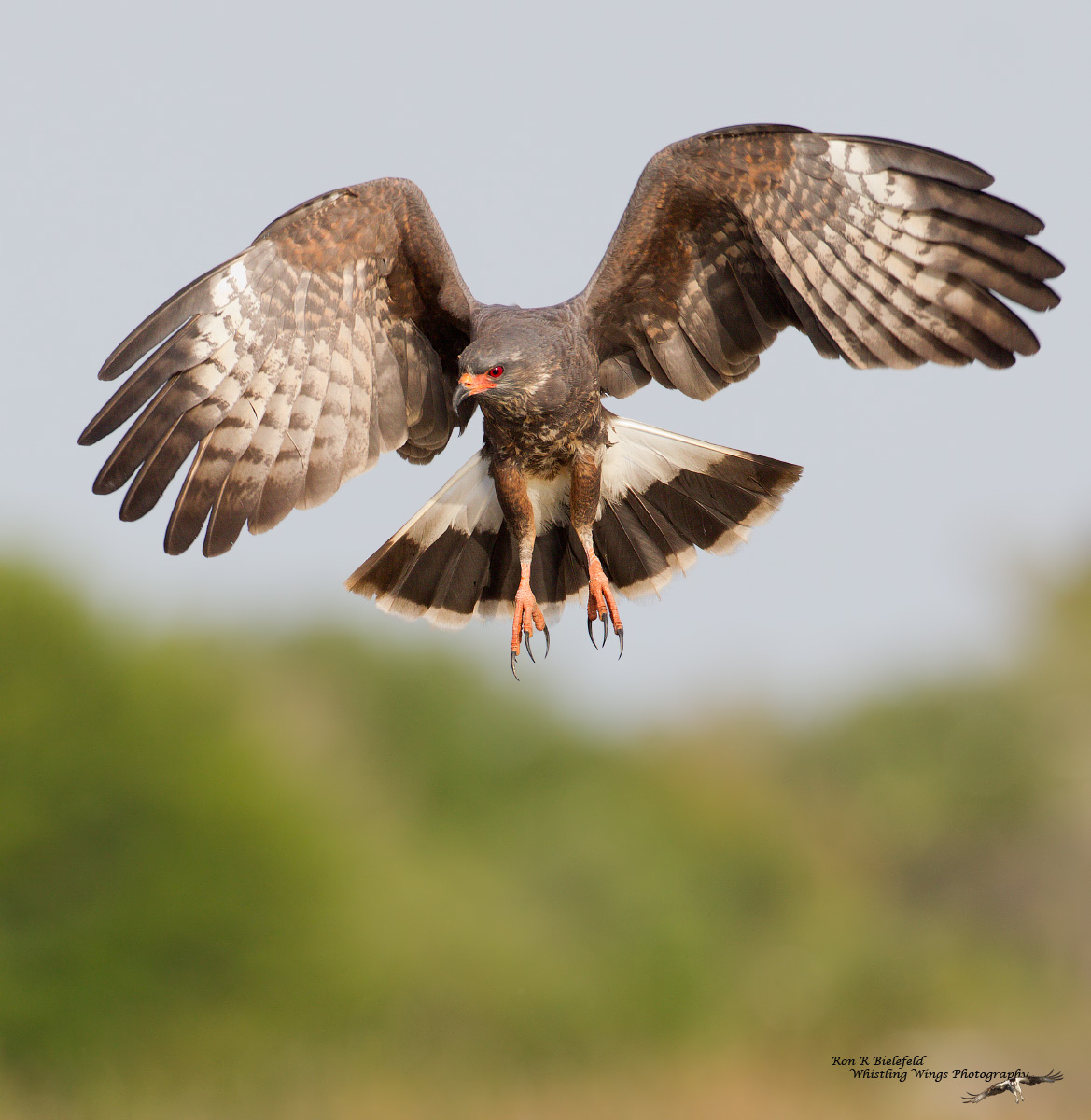 Snail kite-male