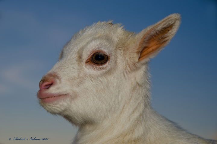 Baby goat