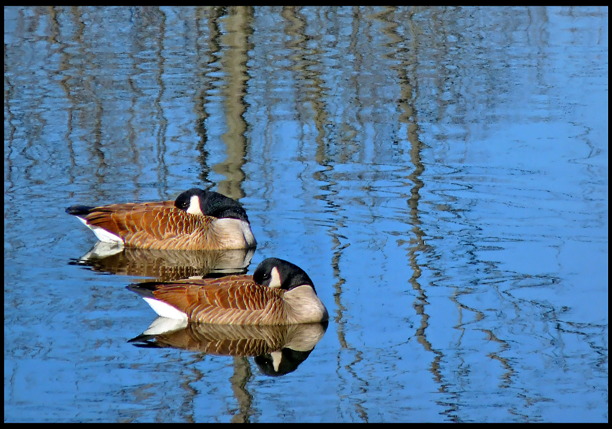 Synchronized geese