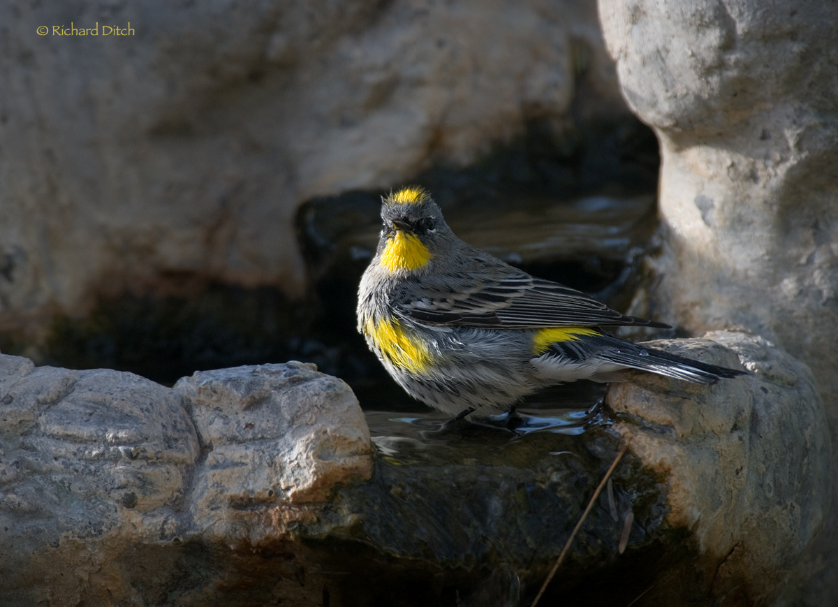 Yellow-rumped Warbler