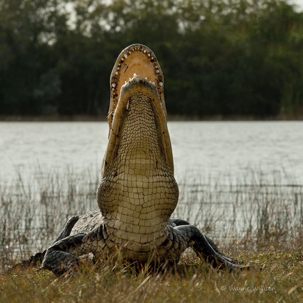 BIG Gator
