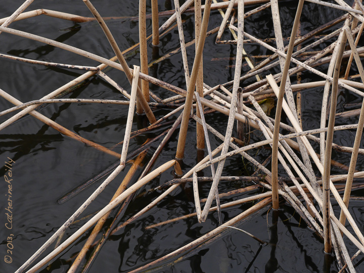 Winter In The Marsh