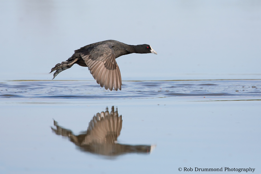 Fly by