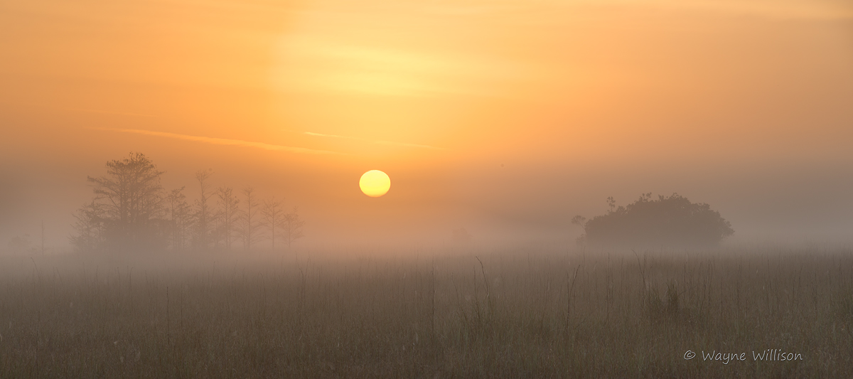 Glades Morning