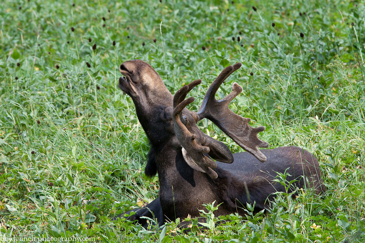 Flehmen Response
