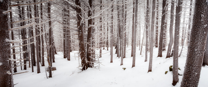 Roan Woods