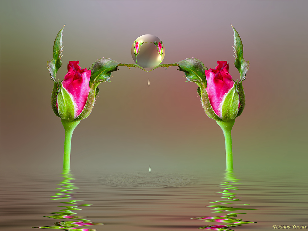 Rose bud