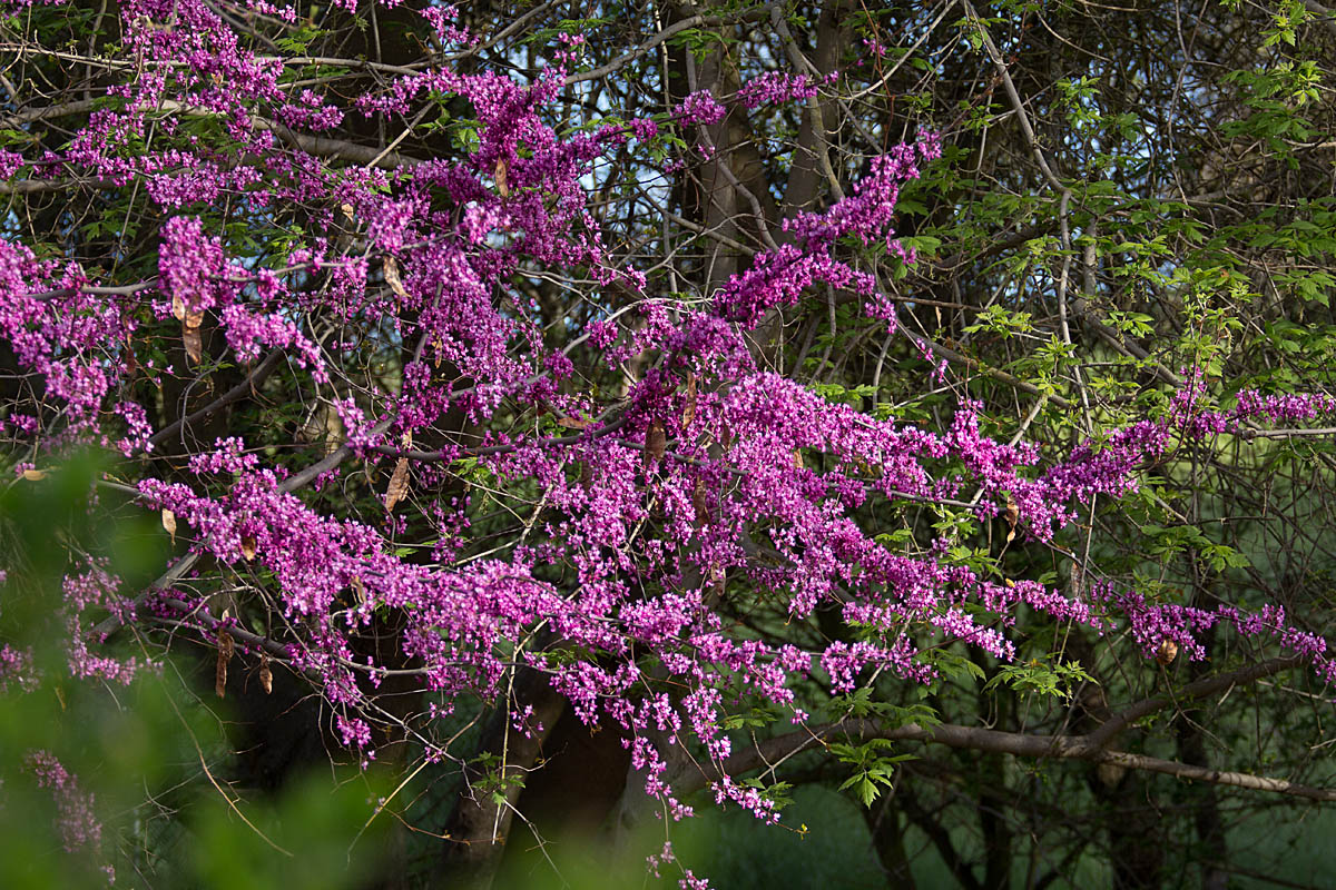 Redbud
