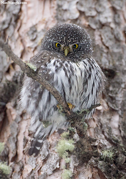 Northern Pygmy Owl