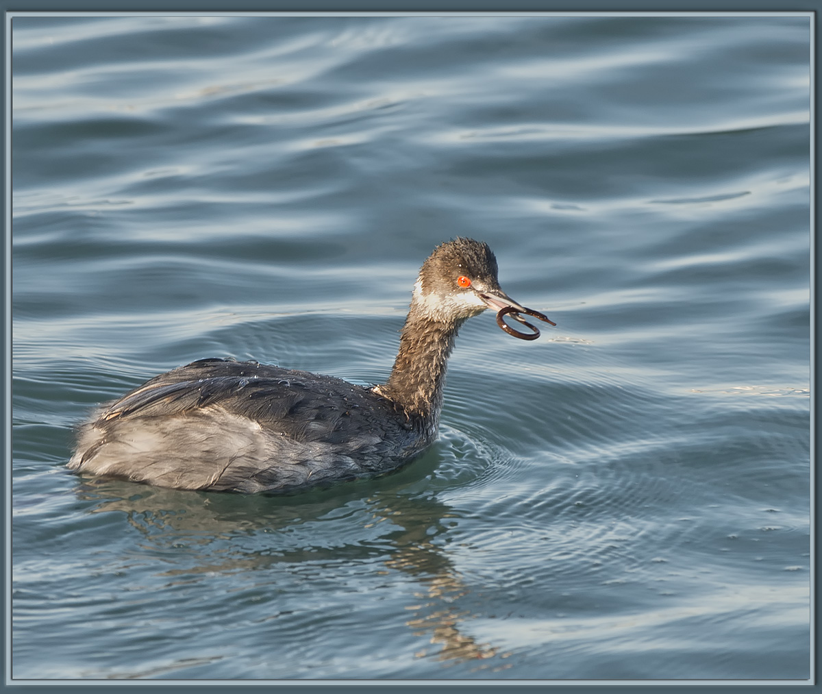 Grebe with Prey