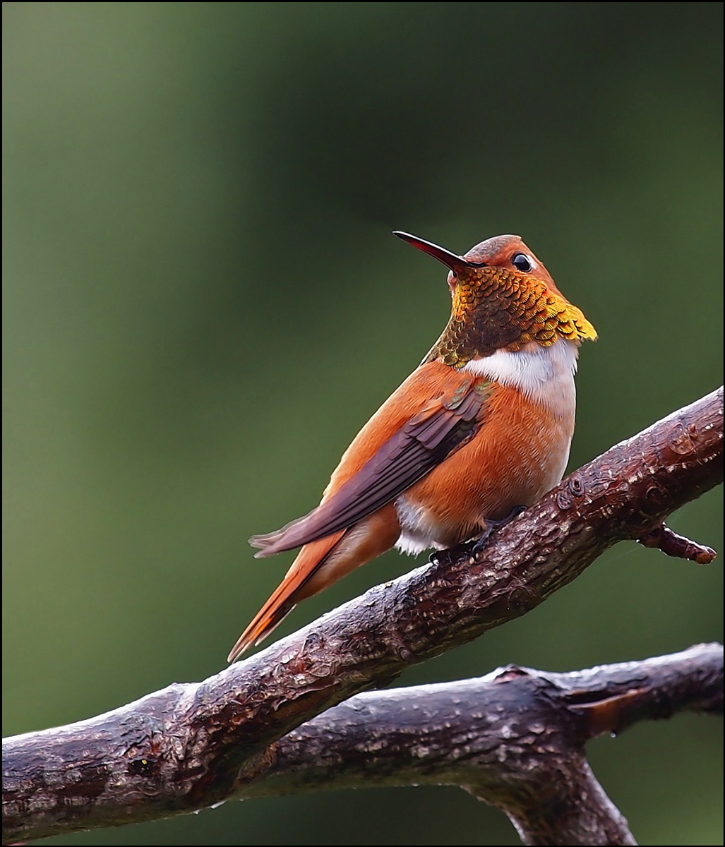Rufous Hummingbird, male