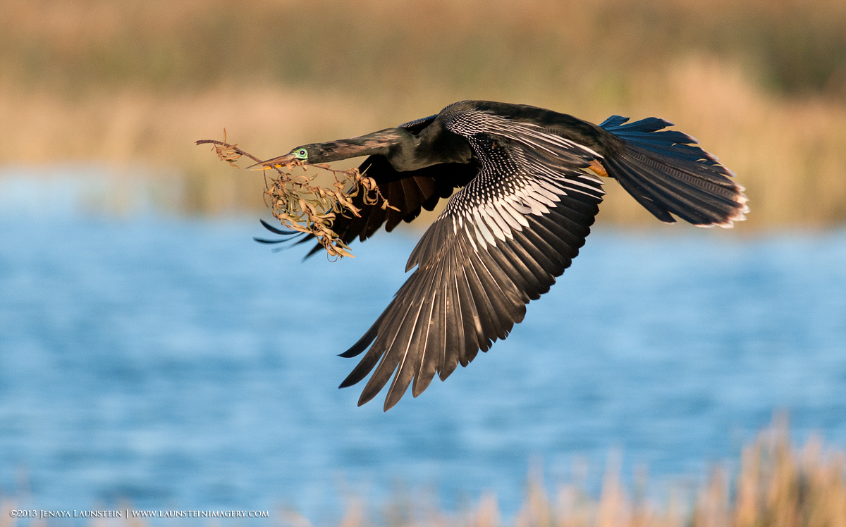 Nesting Anhinga