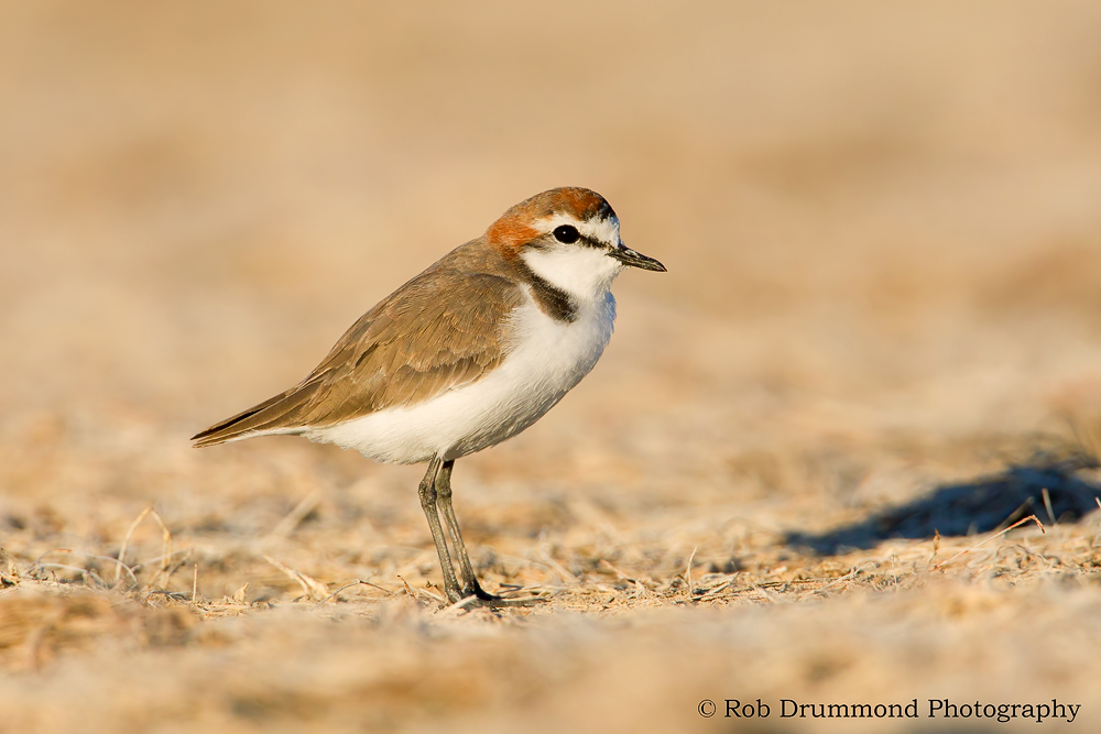 Red-capped Plover