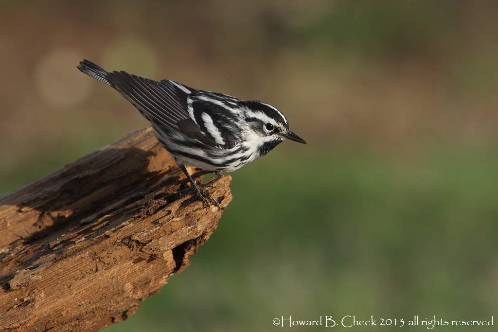 Black & White Warbler