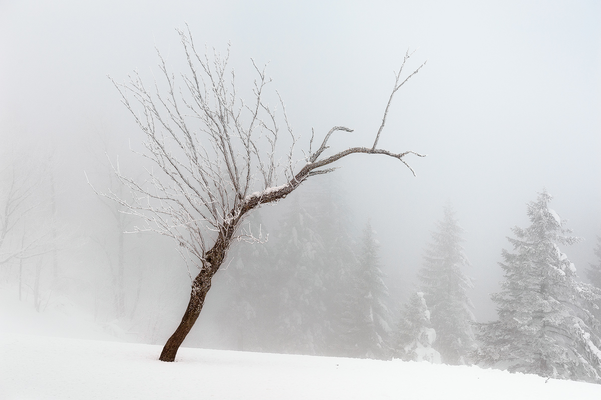 through the fog