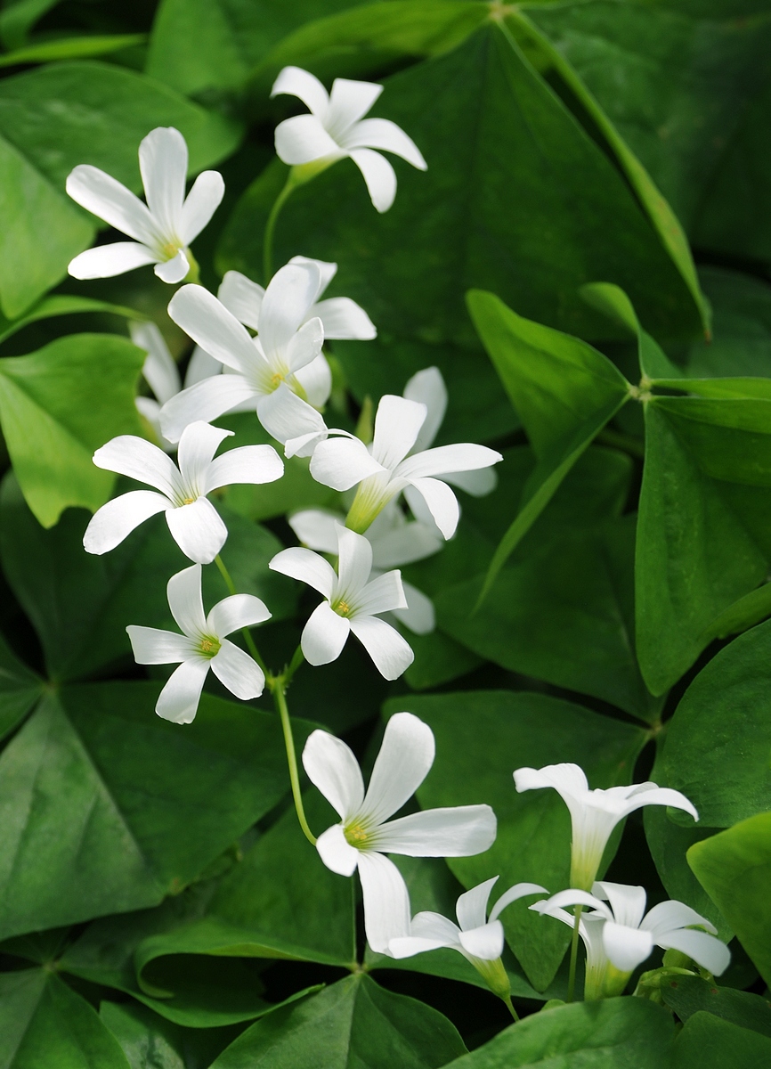 Oxalis
