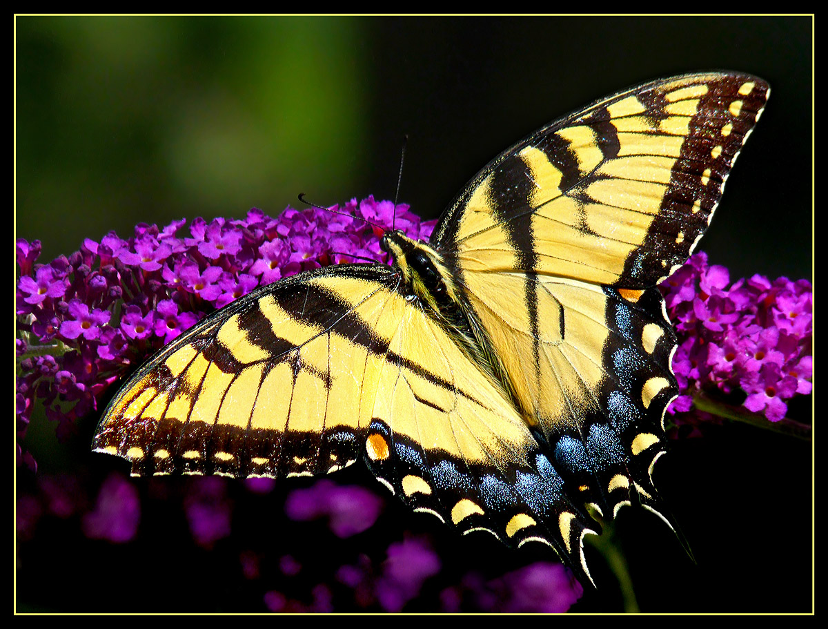 Tiger Swallowtail