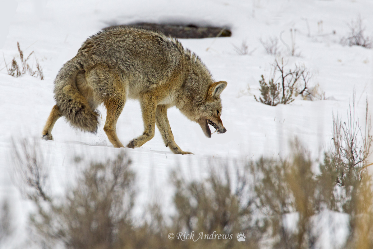Snarlin' 'Yote